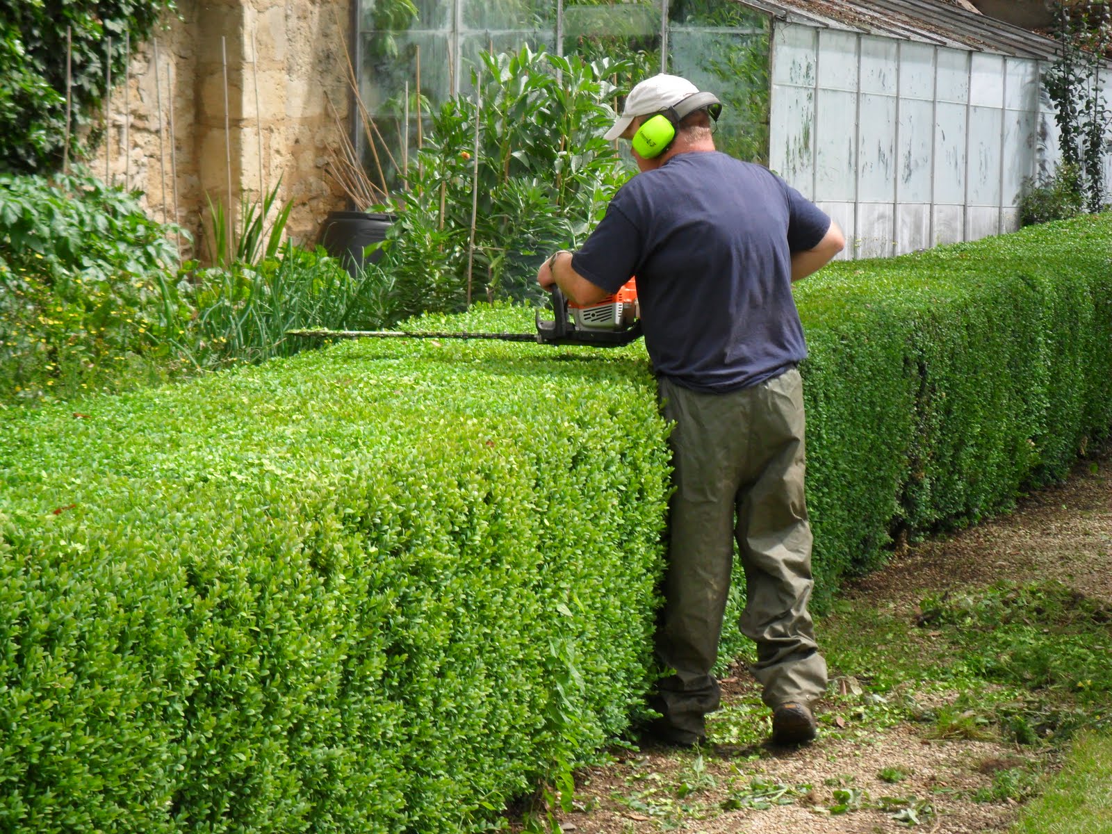 Hedge Trimming services by R&D Tree Services in Norwich