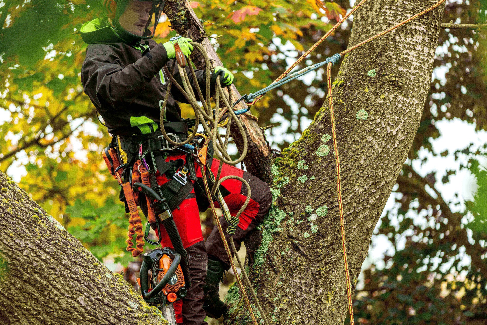 Tree Surgery services by R&D Tree Services in Norwich